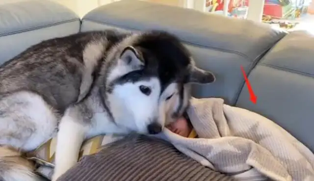 The master told the 2-ha baby to go to sleep, and it warmed her up
