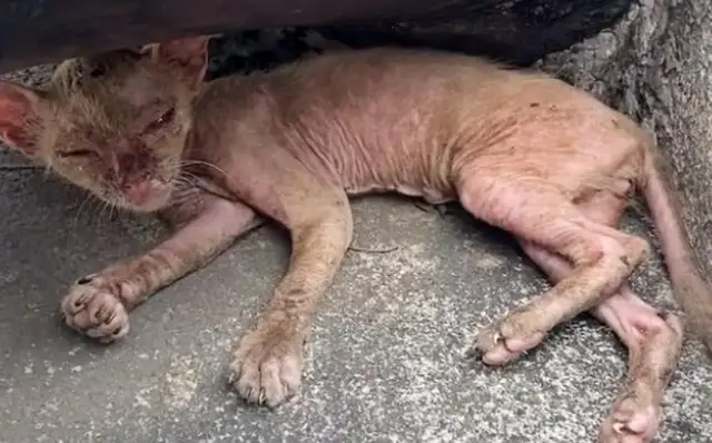 After the pet cat was abandoned, the street turned into a hairless cat. Fan