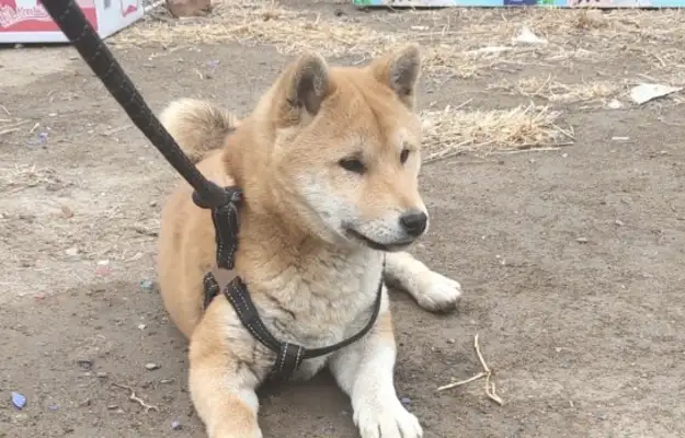 Dogs come out to play with their masters, they're happy to see this kind of natural environment, and they're able to