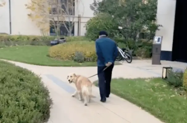 The golden hair is too slow to walk the dog, to take the rope from him to the master! That's brilliant