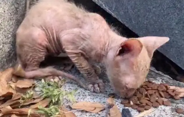 After the pet cat was abandoned, the street turned into a hairless cat. Fan