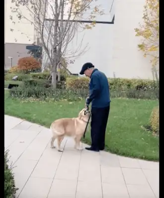 The golden hair is too slow to walk the dog, to take the rope from him to the master! That's brilliant