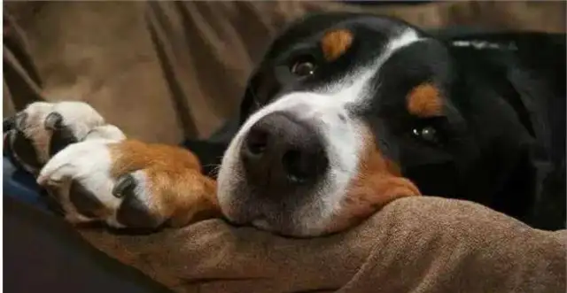 Dogs are afraid of these five things, even if you're the owner, don't do it to dogs
