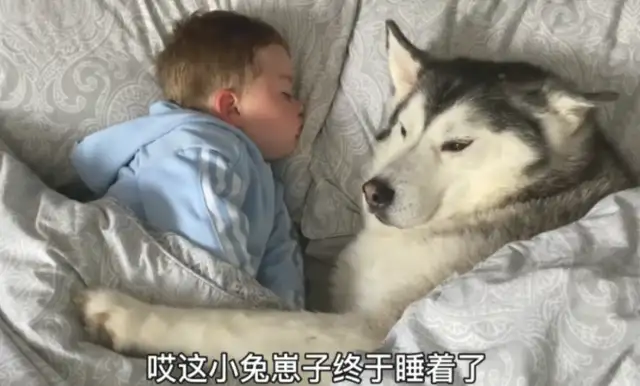 The master ran away from his father, but he had to sleep with him and share his milk with the dog