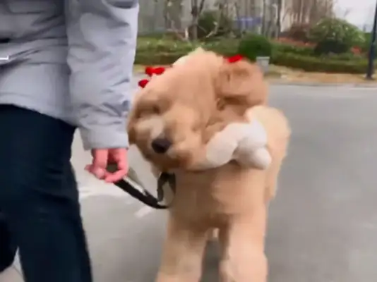 It's the wind that leads the dog around, but it's a strange sight