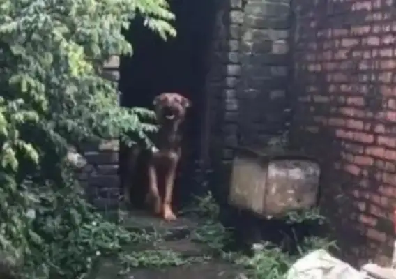 Forty days of foster care. The dog sees the master cheering. Jump