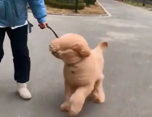 It's the wind that leads the dog around, but it's a strange sight