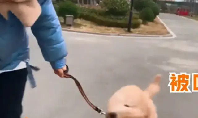 It's the wind that leads the dog around, but it's a strange sight