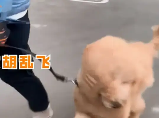 It's the wind that leads the dog around, but it's a strange sight