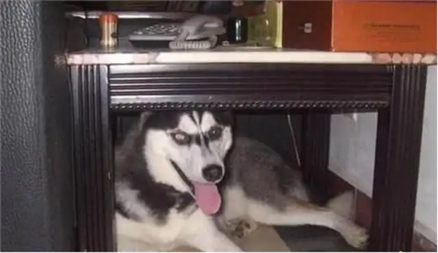 Dogs are afraid of these five things, even if you're the owner, don't do it to dogs