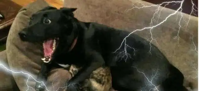 Dogs are afraid of these five things, even if you're the owner, don't do it to dogs