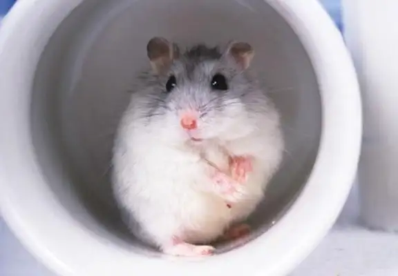 Why is the hamster shaking? Maybe it wasn't cold