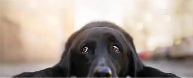 Dogs are afraid of these five things, even if you're the owner, don't do it to dogs