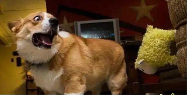 Dogs are afraid of these five things, even if you're the owner, don't do it to dogs