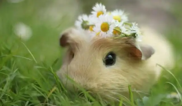 Why is the hamster shaking? Maybe it wasn't cold