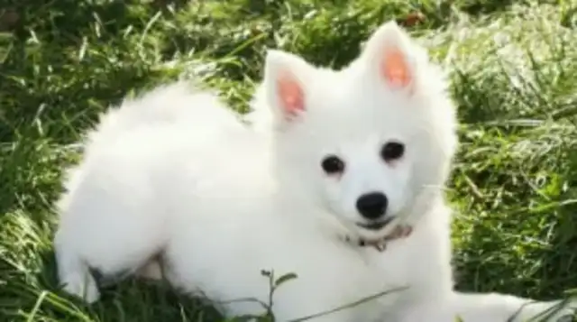 A stray dog, a dog who buys breakfast and sees a dirty stray dog who looks like a golden hair