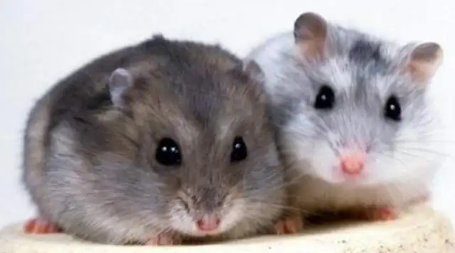 Why is the hamster shaking? Maybe it wasn't cold