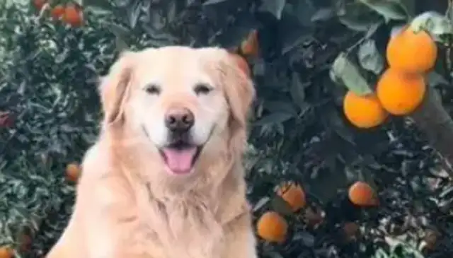 He died of a heart attack and helped the farmers with the oranges. Red