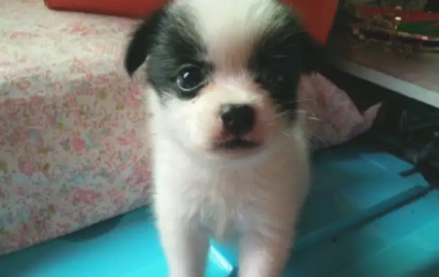 The master was told that the dog who bought it left it at the door