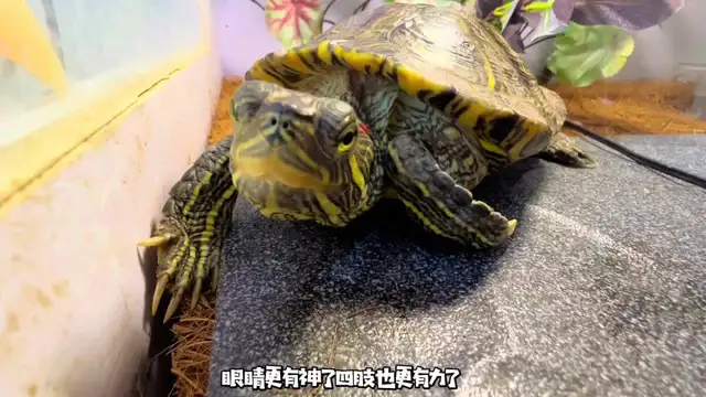 How do you treat the tortoise? Look at this blogger's success