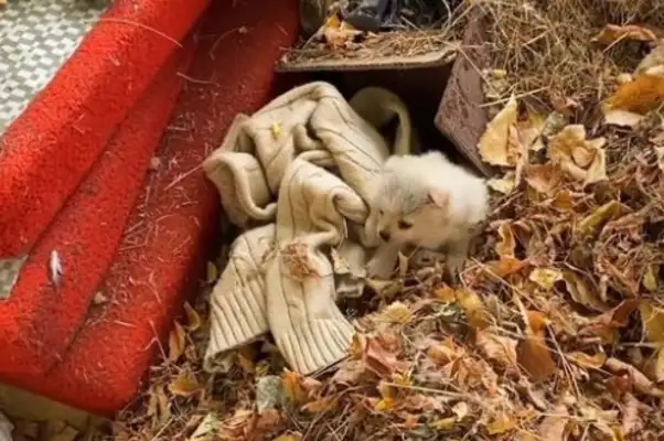 Abandoned little stray dog, guarding the master's clothes, dog: I really have a master