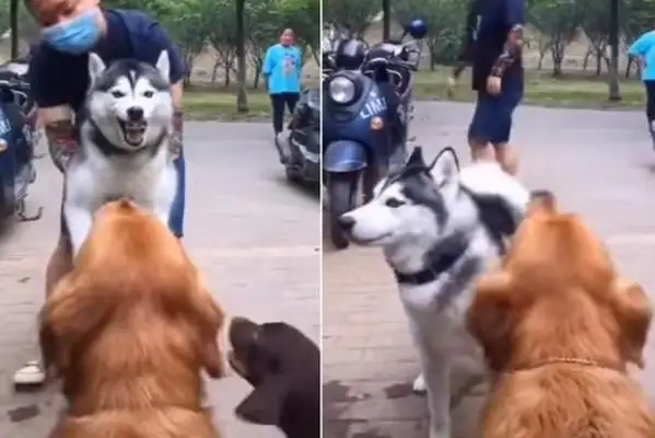 Why does a dog always like