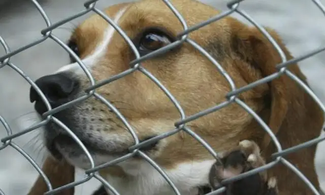 Seven hundred dogs were killed by female vets, but the black-hearted made a mistake