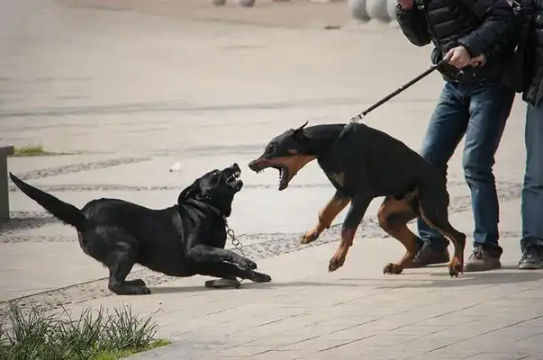 Why does a dog always like