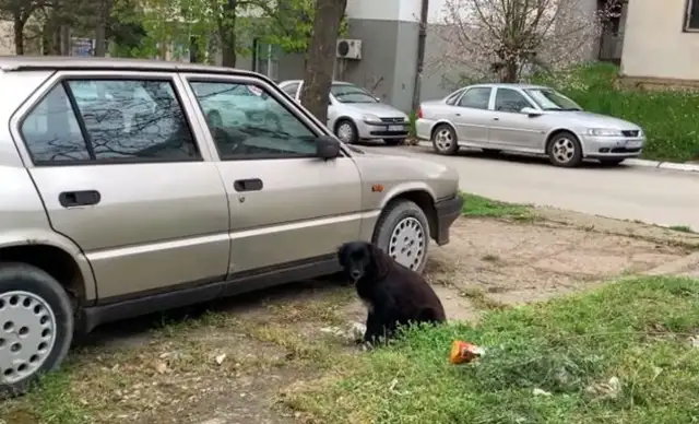 The pregnant dog was abandoned by the owner in the street, and was in a state of depression