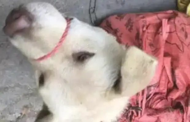 Dogs are sold to the dog field, one pose scares everyone away