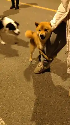 Why does a dog always like