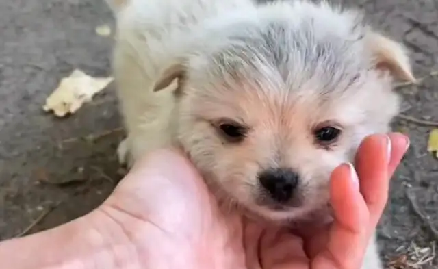 Abandoned little stray dog, guarding the master's clothes, dog: I really have a master