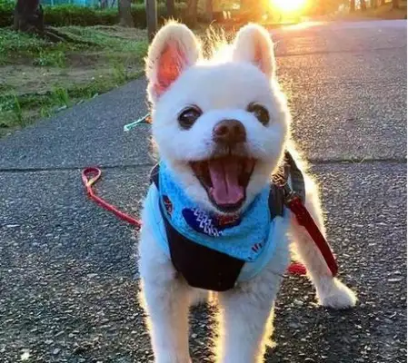 Why does a dog always like