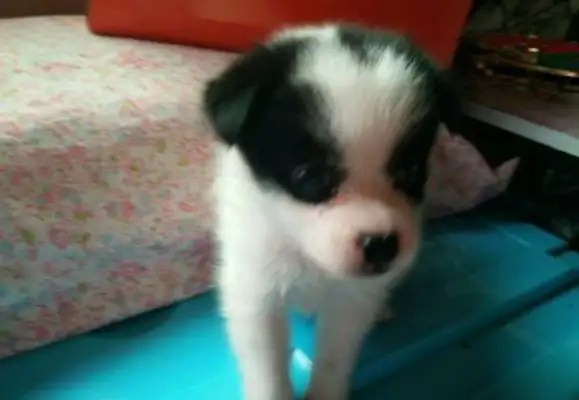 The master was told that the dog who bought it left it at the door