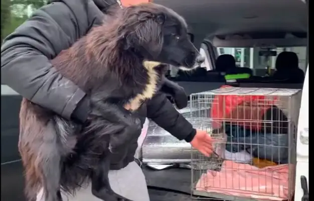 The pregnant dog was abandoned by the owner in the street, and was in a state of depression