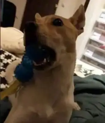 The master pretends to throw the dog's ear out, and when he hears it, the act will shine