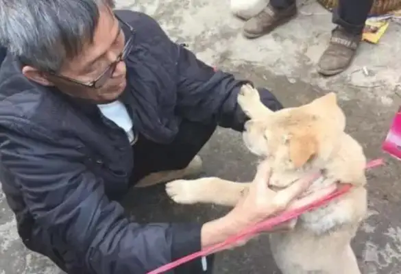 Dogs are sold to the dog field, one pose scares everyone away