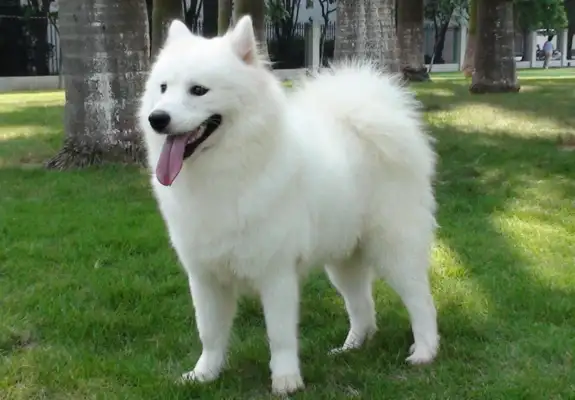 Samoye canine prices in Guangdong range from $1,200 to $8,800