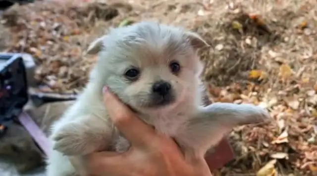 Abandoned little stray dog, guarding the master's clothes, dog: I really have a master