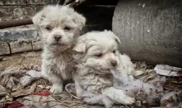 A stray dog bit his grandkids so badly, it hit the village of Sanjiang and Legope
