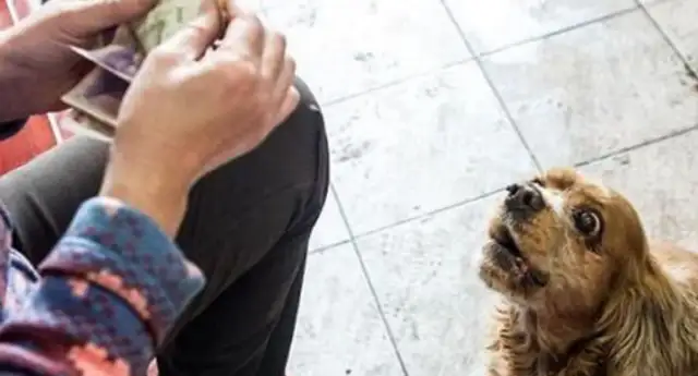 Eating dogs take a dollar a day and buy their own snacks and go home, and they're all out!