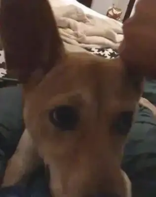 The master pretends to throw the dog's ear out, and when he hears it, the act will shine