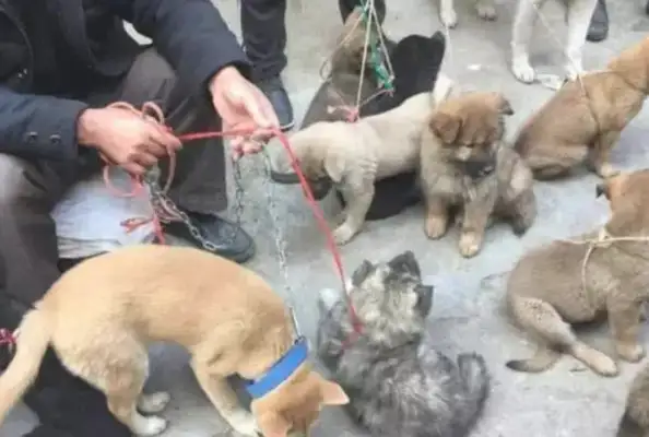 Dogs are sold to the dog field, one pose scares everyone away