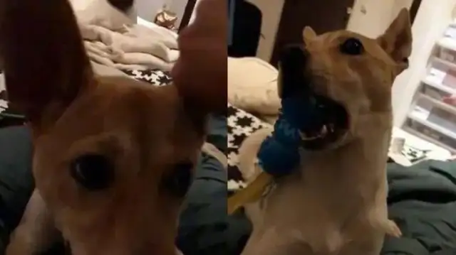 The master pretends to throw the dog's ear out, and when he hears it, the act will shine