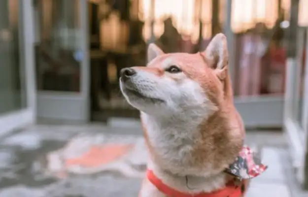 Eating dogs take a dollar a day and buy their own snacks and go home, and they're all out!