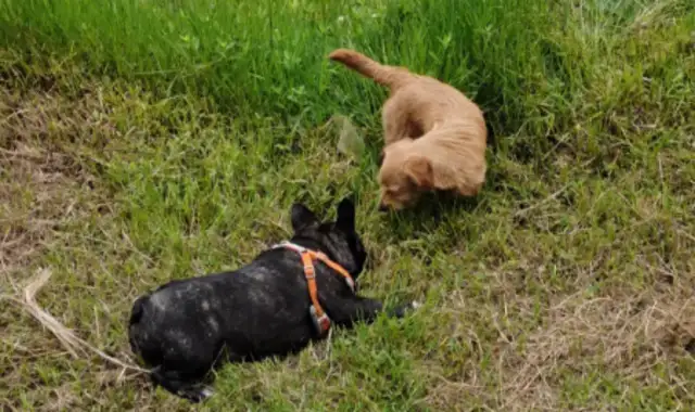 A stray dog bit his grandkids so badly, it hit the village of Sanjiang and Legope