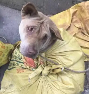 Dogs are sold to the dog field, one pose scares everyone away