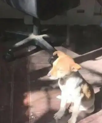 The master pretends to throw the dog's ear out, and when he hears it, the act will shine