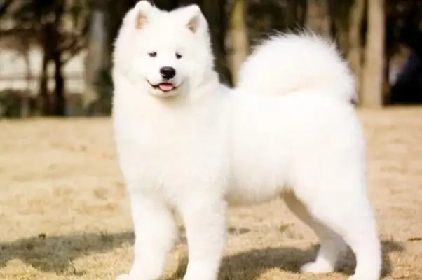 Samoye canine prices in Guangdong range from $1,200 to $8,800