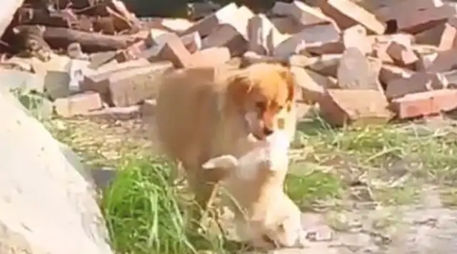 He saw his own dog being sold for two days and took it home